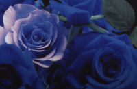 Blue roses